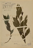 藏品(菲律賓榕)的圖片